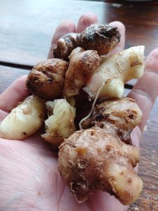ginger